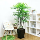 ＼クーポン&ポイント／人気のシュロチク（棕櫚竹）陶器鉢 黒【限定数販売品】観葉植物 大型 高さ約150cm〜160cm前後 10号サイズ 管理説明書 受皿付き 肥料小袋プレゼント 寒さに強い ヤシの木の仲間 コシュロ 日陰 アジアンテイスト 和モダン Rhapis humilis 厳選