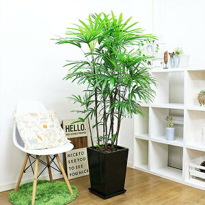 人気のシュロチク(棕櫚竹)陶器鉢 黒【限定数販売品】観葉植物 大型 高さ約150cm〜160cm前後 10号サイズ 管理説明書 受皿付き 肥料小袋プレゼント 寒さに強い ヤシの木の仲間 コシュロ 日陰
