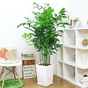 lC̍`hA XNGA 픫 iIׂ锒jMt 10TCY 160cm`170cmOi`hAE~NXpfBNXjϗtA ^ ` REZC` `