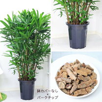 楽天市場】観葉植物カンノンチク 観音竹 10号の通販