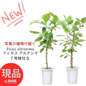 【選べる現品発送】観葉植物 ゴムの木 フィカス アルテシマ 7号鉢 高さ80〜100cm 朴 自然樹形 曲がり樹形 Ficus altissima バリエガタ アルテ ゴムの木 アルテシーマ ゴムノキ 黄色 斑入り ライムグリーングリーン 永遠の幸福 ゴム婚式【現品発送】 厳選