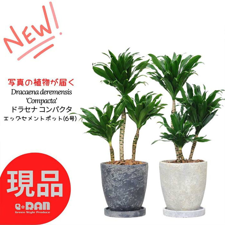楽天市場】【選べる現品発送】 ギフト ドラセナ コンパクタ 6号サイズ 