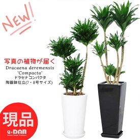 【選べる現品発送】観葉植物ドラセナ コンパクタ 陶器鉢 白 黒 7号 8号サイズ 高さ約70〜120cm ラウンド スクエア 角鉢 丸鉢 育てやすい ドラセナ ワーネッキー 矮性ドラセナ デレメンシス 成長 遅い 植物 花言葉 幸福 永遠の愛 新築祝い