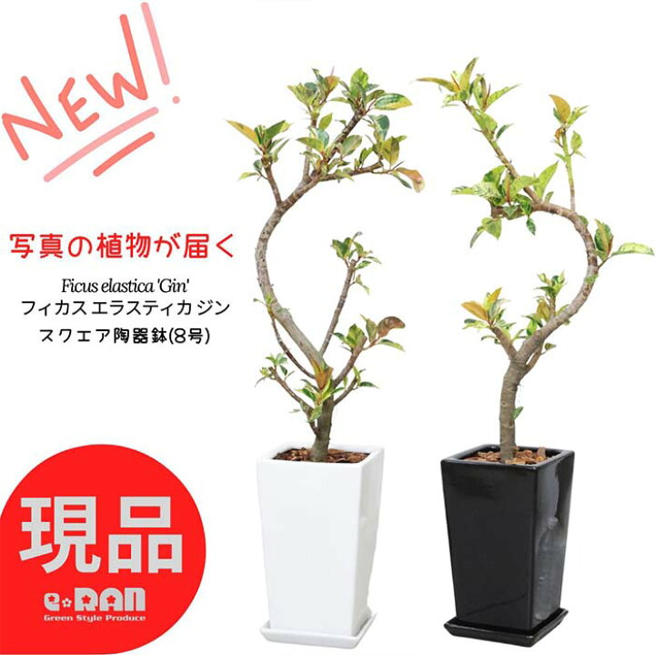 楽天市場】【選べる現品発送】観葉植物 斑入り フィカス エラスティカ 