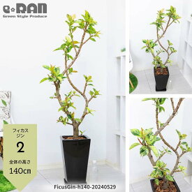 【選べる現品発送】観葉植物 大型 斑入り フィカス エラスティカ ジン 高さ約130～140cm 9号サイズ 陶器鉢 白 黒 スクエア 管理説明書 受皿付き 肥料小袋プレゼント 入手困難 ゴムの木 散り斑 斑入り Ficus elastica 'Gin' 流通の少ない 希少種 シンボルツリー