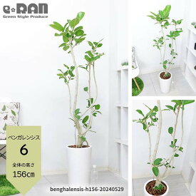 【選べる現品発送】観葉植物 大型 ゴムの木 フィカス ベンガレンシス 陶器鉢 白 9号サイズ 曲がり樹形 人気 おしゃれ ベンガル ベンガルボダイジュ ボダイジュ 菩提樹 ゴムノキ シンボルツリー バニヤンツリー ベンガルゴム ゴム婚式 開店祝い ゴムの木 新築祝い 室内