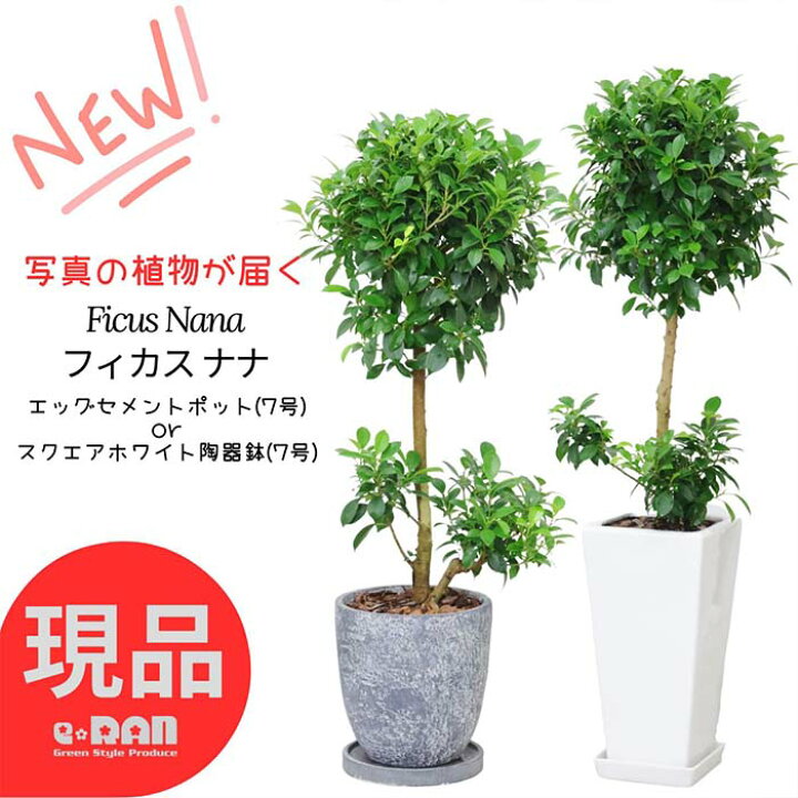 楽天市場】【選べる現品発送】観葉植物 希少 ゴムの木 フィカス ナナ 