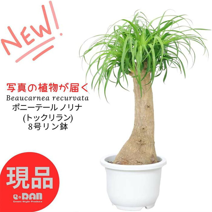 楽天市場】【選べる現品発送】 幹太 観葉植物 ポニーテール ノリナ 