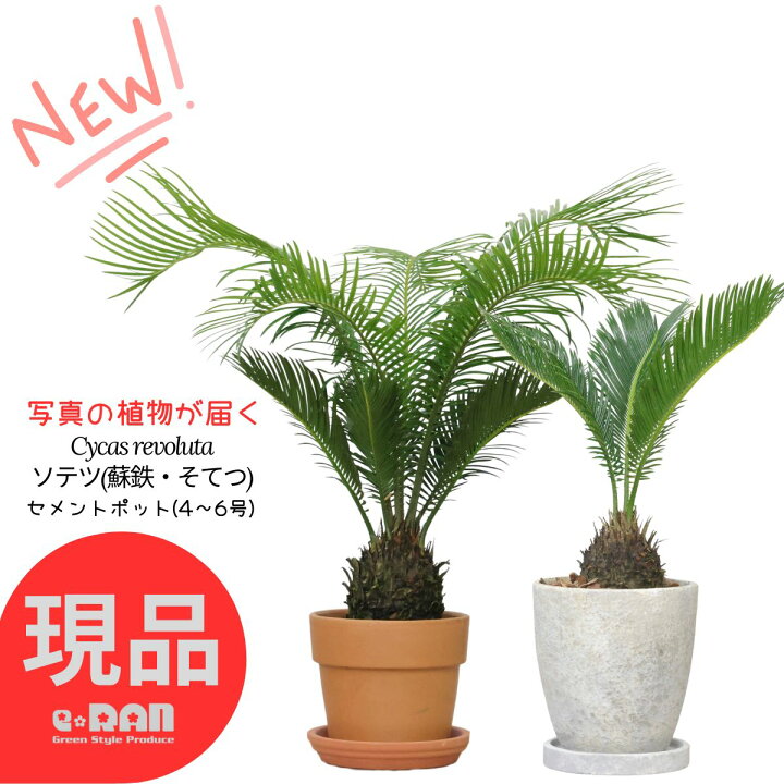 楽天市場】【選べる現品発送】観葉植物 ソテツ(蘇鉄・そてつ) セメント 