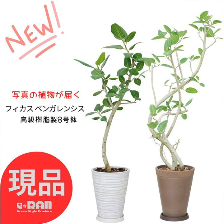 楽天市場】【選べる現品発送】観葉植物 ゴムの木 ベンガレンシス 8号鉢 