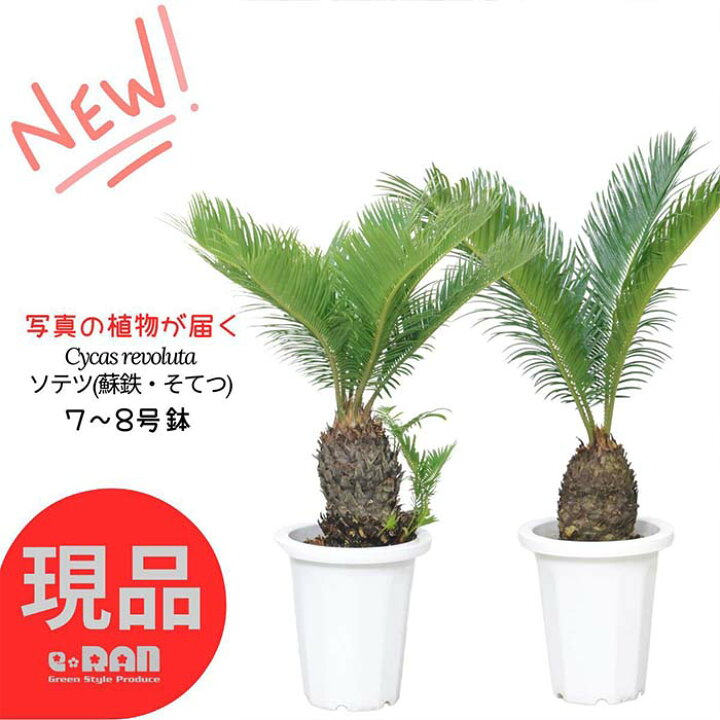 楽天市場】【選べる現品発送】庭木 ソテツ(蘇鉄・そてつ) 7〜8号鉢 高 