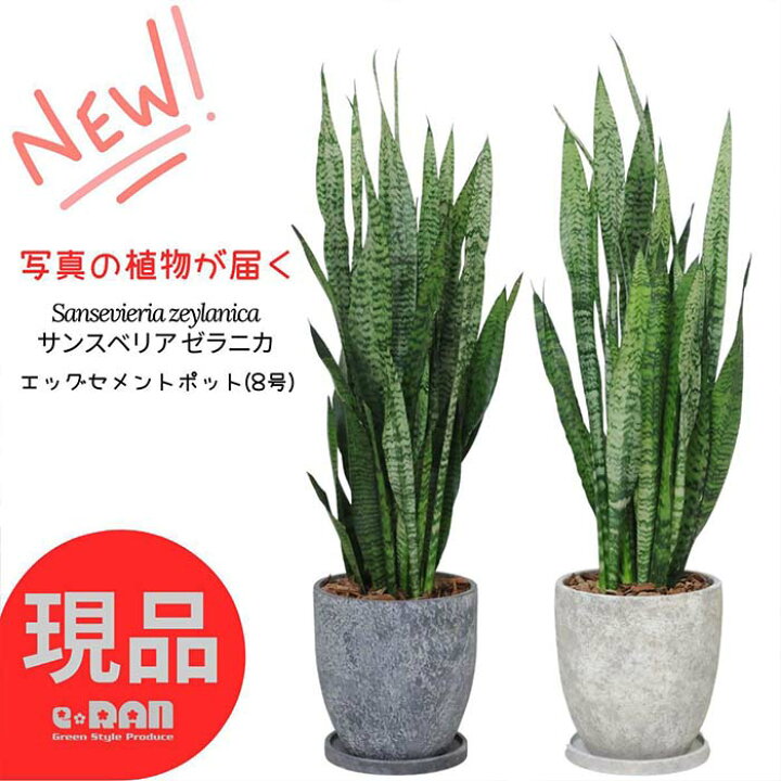 楽天市場】【選べる現品発送】サンスベリア ゼラニカ 高さ100〜130cm 