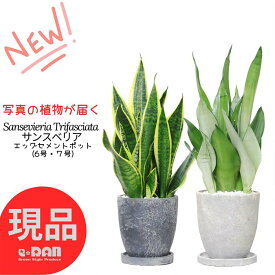 ＼ポイント5倍／【選べる現品発送】観葉植物 サンスベリア 高さ40~80cm前後 エッグ セメントポット 6〜7号【ローレンティーコンパクタ・スパーバ・ムーンシャイン・ゴールドフレーム】 育てやすい トラノオ 虎の尾 千歳欄 サンセベリア 多肉植物