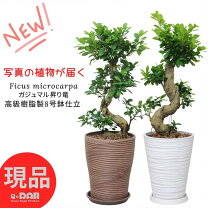 楽天市場】ガジュマル 9号の通販