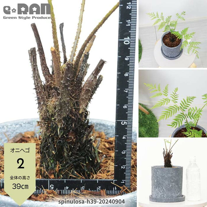 楽天市場】【選べる現品発送】シダ植物 オニヘゴ 希少種 セメント 