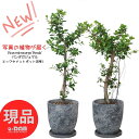 ＼ポイント5倍／【選べる現品発送】観葉植物 パンダ ガジュマル 8号サイズ 高さ約80〜100cm前後 エッグセメントポット ぱんだ がじゅまる フィカス 精霊 自然樹形 贈り物におすすめ かわいい 丸葉 希少レア ギフト品 多幸の木 マルバガジュマル 風水 キムジナー