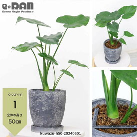 【選べる現品発送】父の日ギフト 観葉植物 縁起の良い子持ち クワズイモ 高さ約50～60cm エッグセメントポット 6号サイズ 人気のインテリア くわずいも アロカシア ハート形の葉 出世芋 トトロの傘 送料無料 Alocasia odora 開店祝い ギフト 小さい