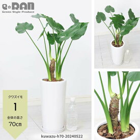 【選べる現品発送】観葉植物 縁起の良い子持ち クワズイモ 高さ約60～70cm 陶器鉢 6号サイズ 人気のインテリア くわずいも アロカシア ハート形の葉 出世芋 トトロの傘 送料無料 Alocasia odora 開店祝い ギフト 小さい