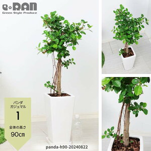観葉植物 7号 ガジュマルの人気商品・通販・価格比較 - 価格.com