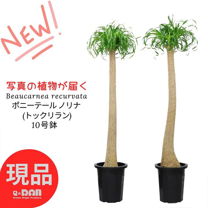 楽天市場】【選べる現品発送】観葉植物 大型 ポニーテール ノリナ 