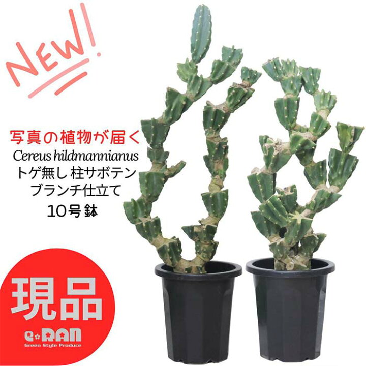 楽天市場】＼ポイント2倍／【選べる現品発送】10号鉢 トゲ無し 柱  