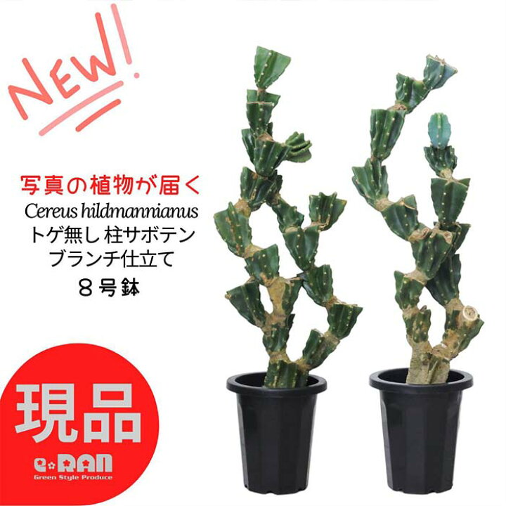 楽天市場】＼ポイント2倍／トゲ無し 柱サボテン ブランチ 8号鉢  