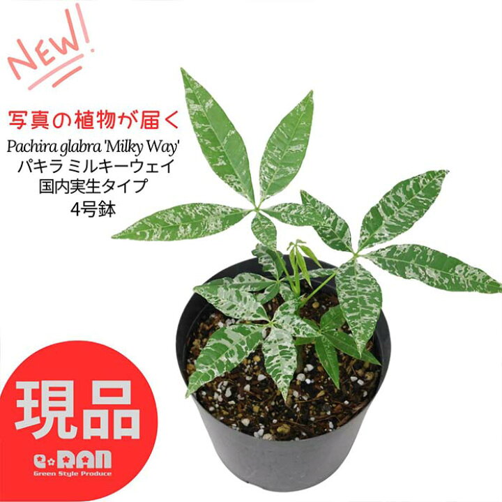 楽天市場】【選べる現品発送】観葉植物 国内実生株 斑入り パキラ  