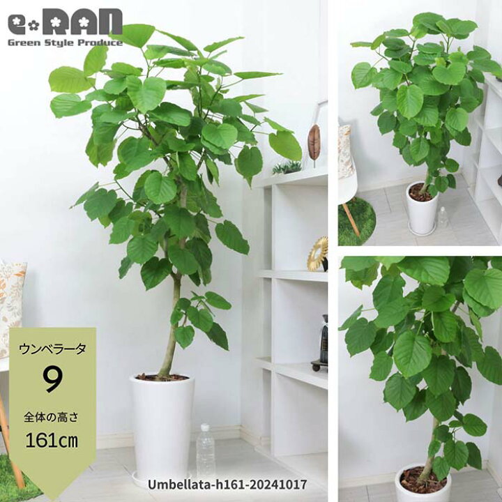 楽天市場】【選べる現品発送】観葉植物 大型 ウンベラータ 9号サイズ 