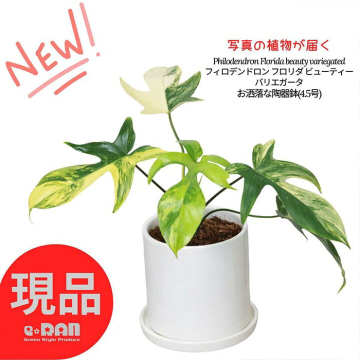 楽天市場】＼BF限定クーポン／【選べる現品発送】観葉植物 斑入り 