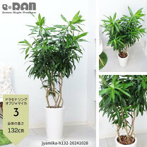 楽天市場】観葉植物 ソングオブジャマイカ10号の通販