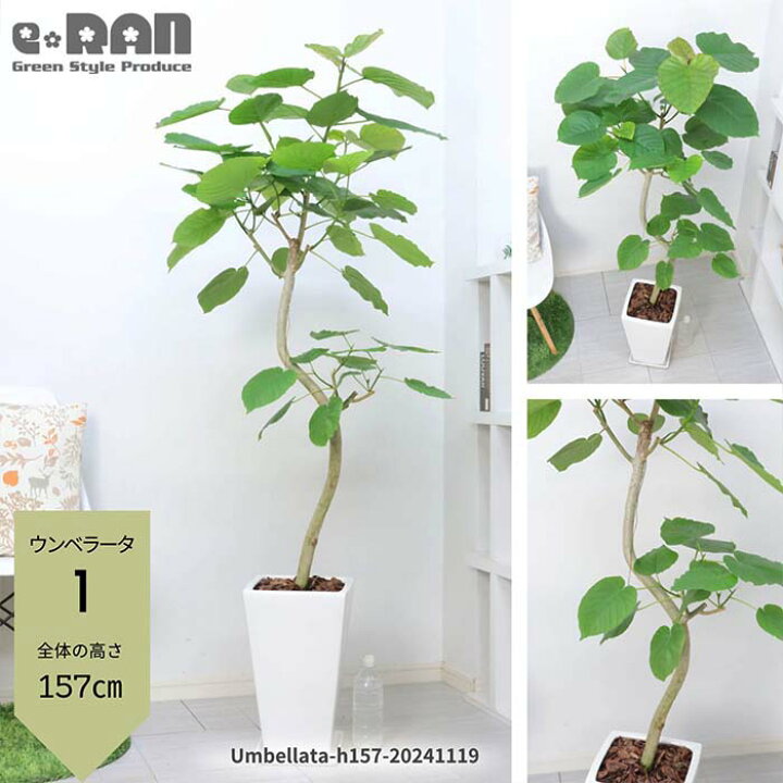 楽天市場】【選べる現品発送】観葉植物 大型 ウンベラータ 9号サイズ 