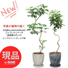 【選べる現品発送】観葉植物 シェフレラ レナータ 7号サイズ 金魚葉カポック 高さ約80〜110cm エッグセメントポット 人気 3D曲がり樹形 お洒落グリーン 金魚の尾のような形の葉 ホンコンカポック ハートリーフ 耐寒性 結婚祝い 新築祝い プレゼント