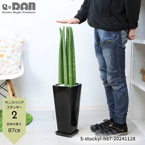 観葉植物 8号 サンスベリアの人気商品・通販・価格比較 - 価格.com 