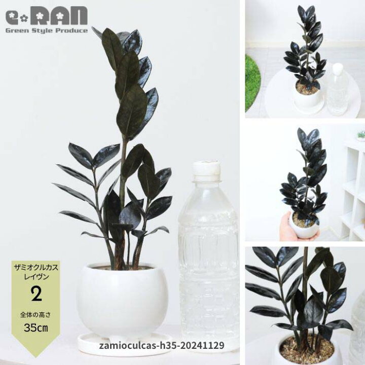 楽天市場】ザミオクルカス レイヴン 観葉植物 3号 4号鉢 高さ約20 