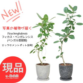 【選べる現品発送】フィカス ベンガレンシス 100〜160cm 曲がり・自然樹形 ゴムの木 観葉植物 8号鉢 エッグセメントポット シンボルツリー 開店祝い 新築祝い ギフト プレゼント お祝い お中元 お歳暮 インテリアグリーン 熱帯植物 育てやすい 人気 ベンガル