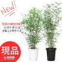 【選べる現品発送】観葉植物 大型 シマトネリコ 10号鉢 高さ150~170cm前後 管理説明書 受皿付きトネリコ Fraxinus griffithii フラクシナス グリフィティ 庭木 育てやすい シンボルツリー 小さな葉 戸に塗る木 常緑樹高木 半落葉 目隠し ガーデニング 暑さに強い【現品発送】