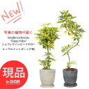 【選べる現品発送】シェフレラ ハッピーイエロー 7号サイズ 高さ約70〜100cm エッグセメントポット 曲線 曲がり樹形 スタンド樹形 トピアリー 斑入り ホンコンカポック 黄斑 育てやすい 黄色い葉 アルボリコラ オクトパスツリー引越し祝い 結婚祝い 新築祝い 鉢植え 母の日