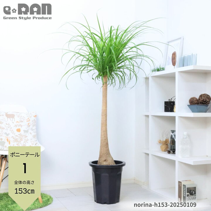 楽天市場】【選べる現品発送】観葉植物 大型 ポニーテール 10号鉢 高さ 