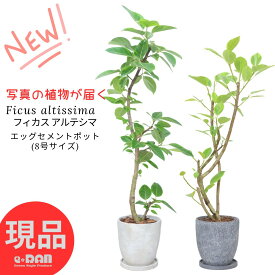 【選べる現品発送】フィカス アルテシーマ 高さ120〜140cm エッグセメントポット 8号サイズ 曲がり樹形 自然樹形 多幹樹形 観葉植物 管理説明書 受皿付 Ficus altissima ゴムの木 アルテシマ バリエガータ 黄色 斑入り ライムグリーン 永遠の幸福 ゴム婚式