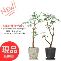 楽天市場】ジャボチカバ 小葉の通販