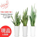 観葉植物 サンスベリア 高さ70~125cm前後 陶器鉢 6〜7号【選べる現品発送】【ローレンティー・ローレンティーコンパクタ・ムーンシャイン・ゼラニカ・ゼラニカコンパクタ】レア品種【ブラックタイガー・シルバーミスト】 千歳欄 サンセベリア 多肉植物