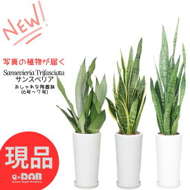 ＼ポイント5倍／観葉植物 サンスベリア 高さ70~125cm前後 陶器鉢 6〜7号【選べる現品発送】【ローレンティー・ローレンティーコンパクタ・ムーンシャイン・ゼラニカ・ゼラニカコンパクタ】レア品種【ブラックタイガー・シルバーミスト】 千歳欄 サンセベリア 多肉植物