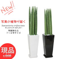 楽天市場】サンスベリア スタッキーの通販