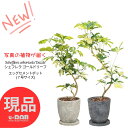 ＼クーポン&ポイント／【選べる現品発送】シェフレラ ゴールドリーフ 7号サイズ 高さ約70〜90cm エッグセメントポット 観葉植物 斑入り ホンコン カポック アルボリコラ 曲線 曲がり樹形 耐寒性 オクトパスツリー 黄色い葉 Dazzle 開店祝い 新築祝い 贈答品