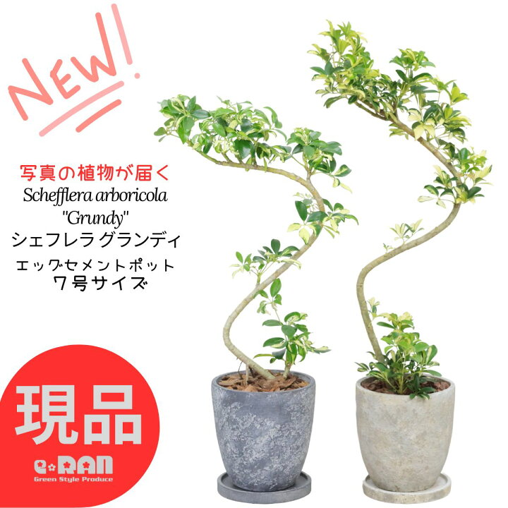 楽天市場】シェフレラ グランディ 観葉植物 7号鉢 高さ約80〜100cm 
