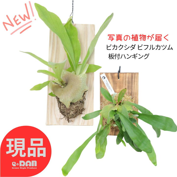 楽天市場】【選べる現品発送】シダ植物 ビカクシダ コウモリラン 板付 