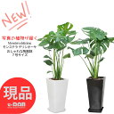 【選べる現品発送】 観葉植物 モンステラ デリシオーサ 7号サイズ 陶器鉢 白 黒 高さ約70〜80cm前後 出産祝い 新築祝い 風水 金運アップ おしゃれ モンステラ 湧き出る水 デリキオサ デリキオーサ デリシオサ 鳳来蕉 穴の開いた葉 南国 厳選