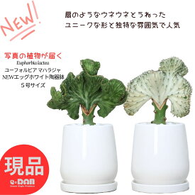【選べる現品発送】多肉植物 ユーフォルビア マハラジャ 高さ約30〜40cm newエッグホワイト陶器鉢 5号サイズ コーラルピンク 白 緑 赤紫 ユウヤケサンゴ 受皿付き おすすめ 大明神 ラクテア 観葉植物 ユニークな形 扇 キリン角 ビザールプランツ 厳選