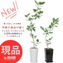 【選べる現品発送】フィカス ベンガレンシス 高さ100〜165cm 陶器鉢 7号〜9号サイズ 白 ラウンド ホワイト 角 スクエア 受皿付 人気 曲がり樹形 自然樹形 おしゃれ ゴムの木 ボダイジュ フィカス ベンガルゴム ベンガル 菩提樹 ゴムノキ 大型観葉植物 中型 鉢植え 鉢