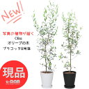 【選べる現品発送】人気のオリーブの木 品種 ひなかぜ 8号鉢 高さ120〜150cm プラコッタ鉢 白 黒 観葉植物 中型 大型 Olea オリーブ お祝い 新築祝い ベランダ ギフト ガーデニング シンボルツリー 耐暑性 耐病性 耐寒性 苗木 事務所移転祝い 厳選 ナチュラルガーデン